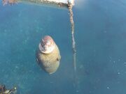 񂳂ܑ݂̂̌p[N ݃CJ̓eʐ^3