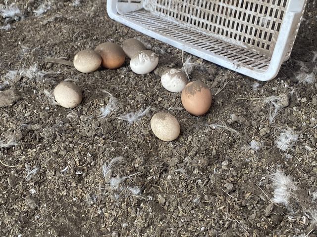 ��1���������܂����I_�����n���_��