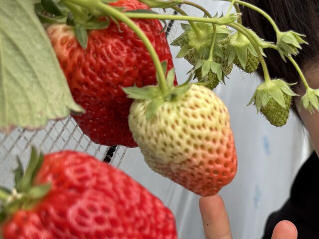 ���w���̏��T�C�Y������܂���_���΂���t�@�[��