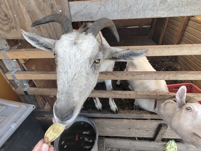 ���M�̉a���_�����n���_��