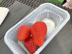 phalaenopsiŝ̂ւ̓eʐ^1