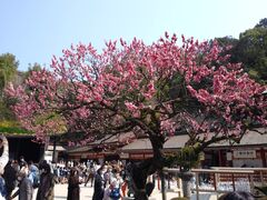 �T�N���T�N����̑��ɕ{�V���{�ւ̓��e�ʐ^1