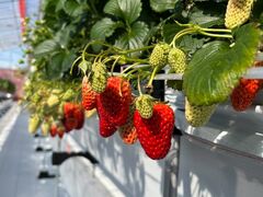 Lien Ferme(_)ւ̓eʐ^1