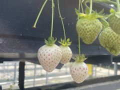 Ђ݂񂳂̂񂢂t@[ւ̓eʐ^1