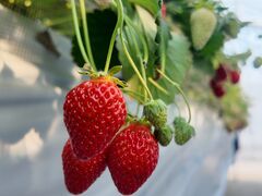 Ƃׂ킳̎R_ւ̓eʐ^2