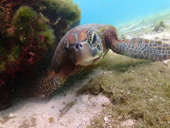 肷̃I[X[Vm[P{Óւ̓eʐ^1