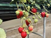 悤񂳂̃IAVXt@[ԓ{؂̓eʐ^1