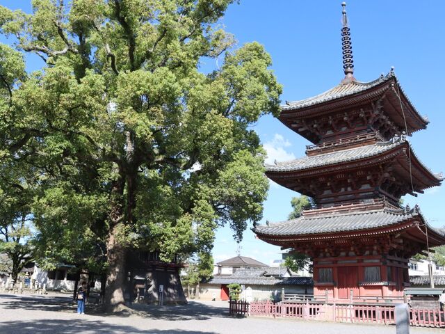 ���Ɍ��K�یS���q���@������_������