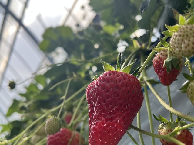 �傫����[�I_�����̂������_��