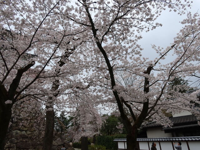 ����Ȋ���_�v�������̍�