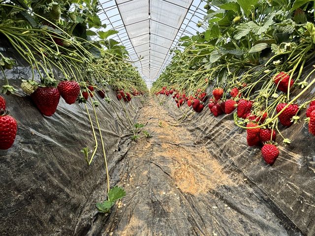 ���������C�`�S����������I_�c���_��