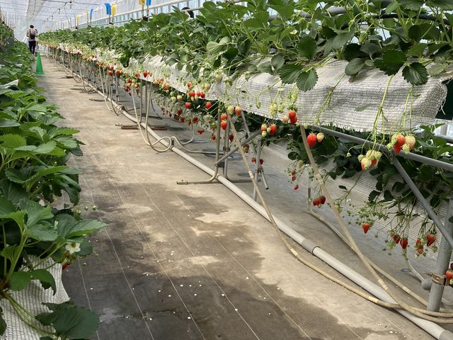 �̂�т�ݐ�_�ό������_�����C�t�@�[��