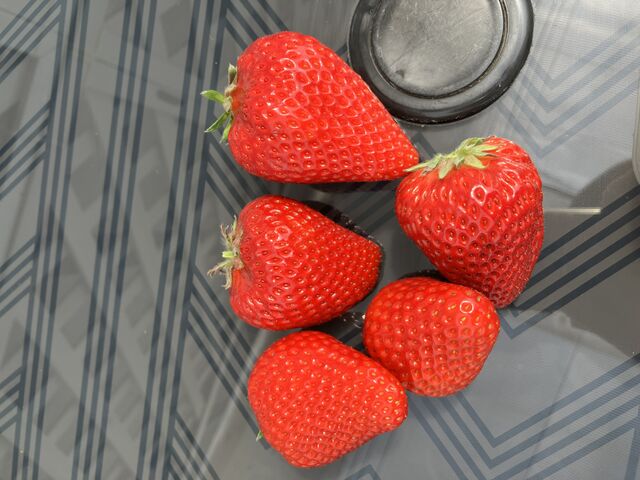 �Ԃ����傫�����܂�_�ό������_�����C�t�@�[��