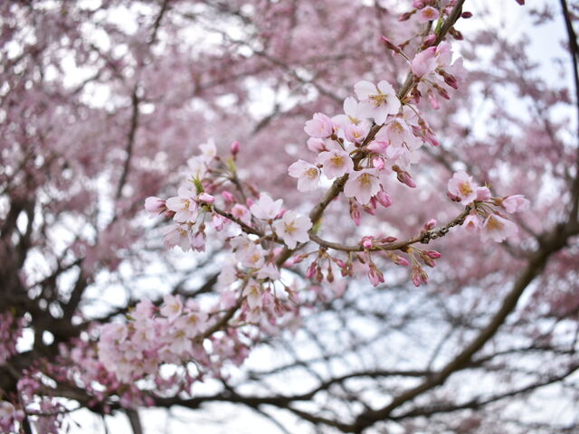 ЂƂ݂̔nm̎펪̓eʐ^2