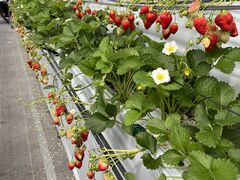 ӂ΂̂܃x[1ւ̓eʐ^1