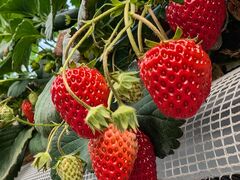 kabũ||RXgx[(Pon Pon YAMA Strawberry)ւ̓eʐ^2