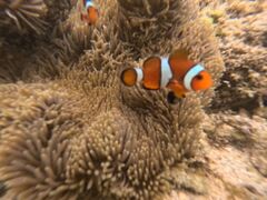 tomoSeaChanΊ_ւ̓eʐ^1