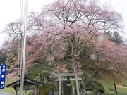 Ƃ񂳂̐Va_Ђ̊̓eʐ^2