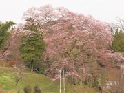 Ƃ񂳂̐Va_Ђ̊̓eʐ^3