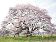 ЂƂ݂̔nm̎펪̓eʐ^1