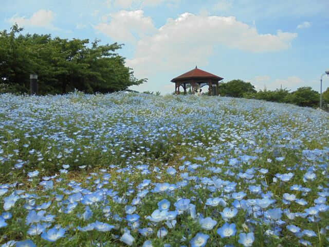 �l���t�B�������J�@�������u_�˓c��Βn�s�N�j�b�N�L��