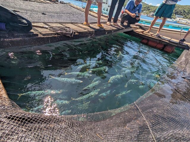 ���ł�2000���̋������邮����B_�C�V�L