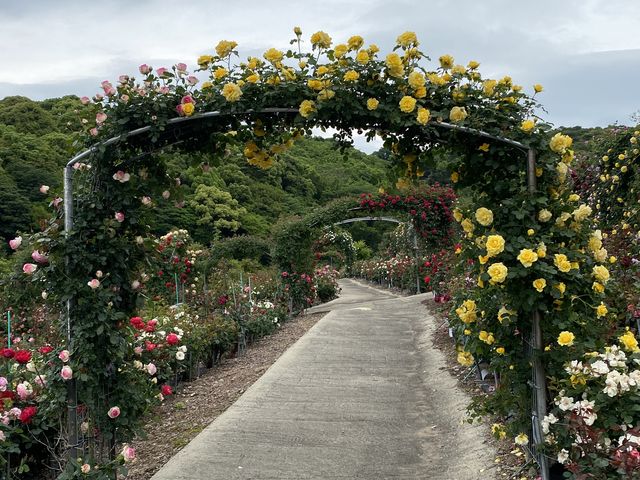 �݂��񂳂�̐���_���̓��e�ʐ^1