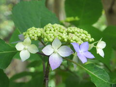 jR񂳂̈bώRւ̓eʐ^1