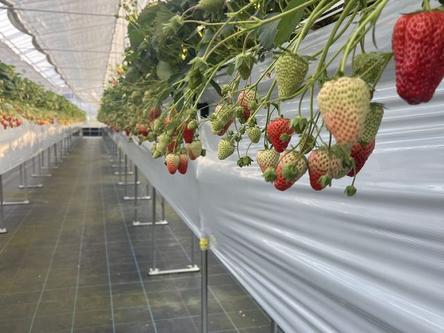 ��������䕂���R�I_SHINJO FARM
