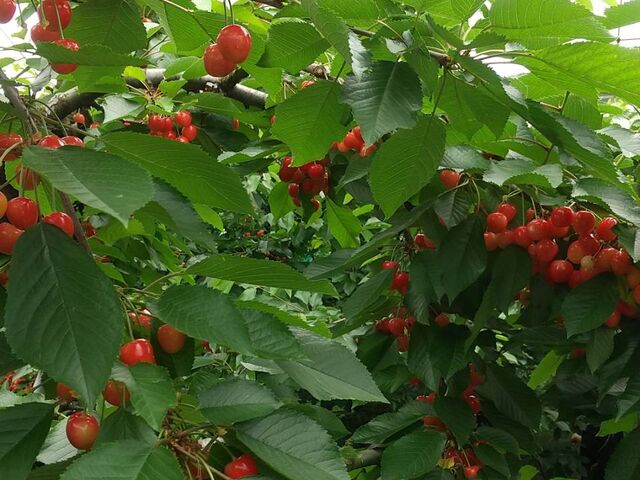 �����Ɏ������Á[����������_�咬�������ډ�