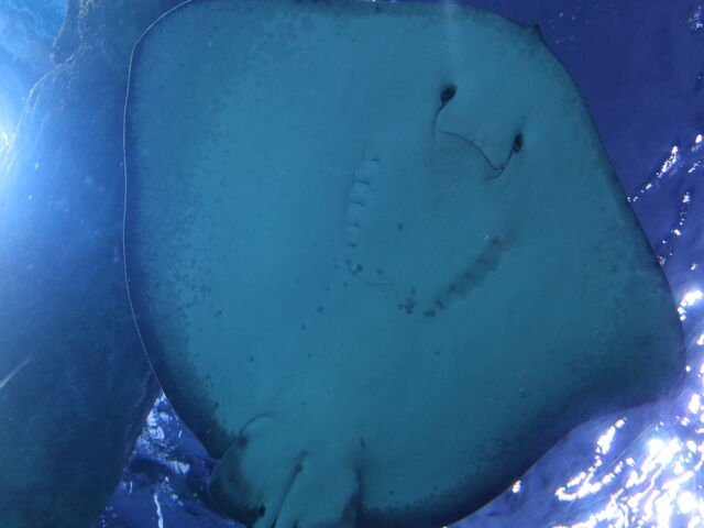 新潟市水族館 マリンピア日本海】アクセス・営業時間・料金情報