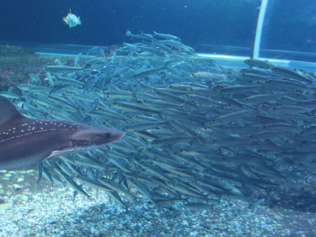 ���킵�ʂ�_�V���s������ �}�����s�A���{�C