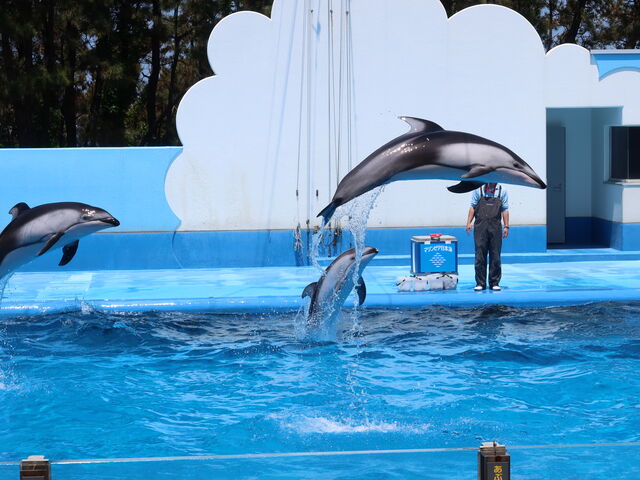 yosshy̐Vs }sA{C̓eʐ^6