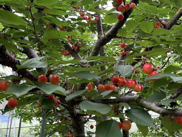 �g�G��B�Î_���ς��čō��ł����B_Hosaka Farm�k�ۍ�ʎ����l