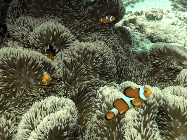 �C�������ʂ��Ă��ĂƂĂ��Y��ł���_�I�[�V�����N���t�g�E�f�B�[�V�F���^�[