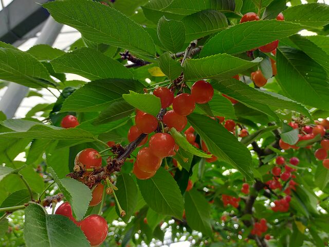 ��R�����Ă��Ĕ�����������_Hosaka Farm�k�ۍ�ʎ����l