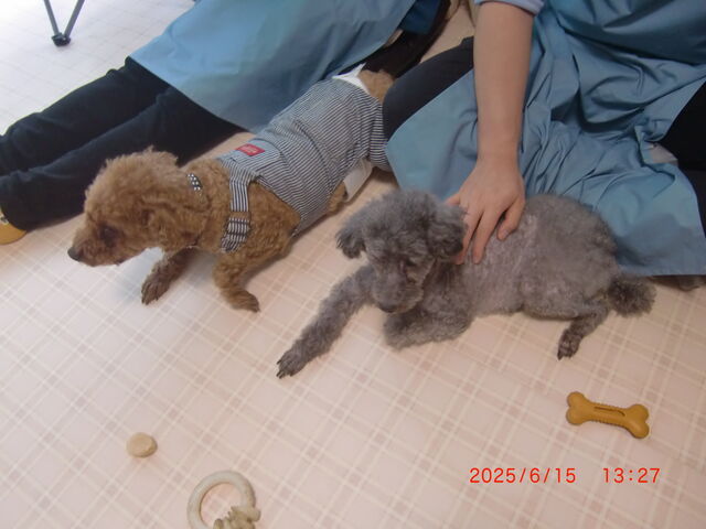 4�C�̎q����񂱂𐶂񂾕v�w��񂱂����т܂���_���ʂ̂�����@��˓X