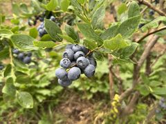 �܂��낳��̂�������u���[�x���[�t�@�[���ւ̓��e�ʐ^1