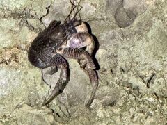 ̐Ί_ ADVENTURE PiPiւ̓eʐ^1