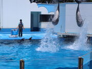 yosshy̐Vs }sA{C̓eʐ^5