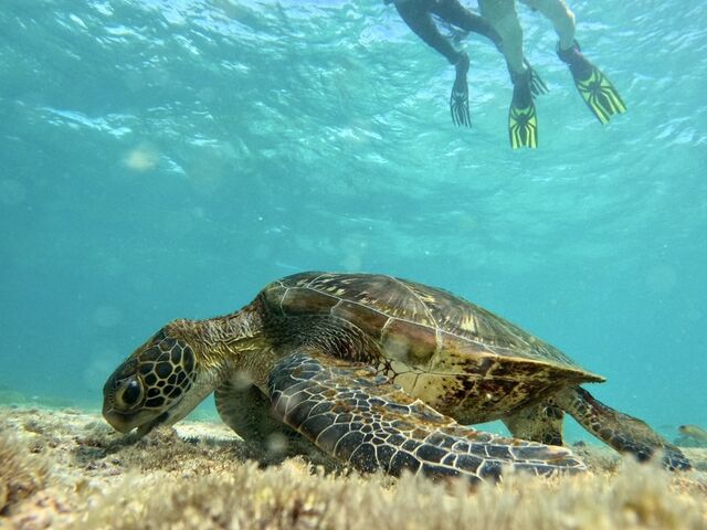 �E�~�K�������ߋ����Ō����܂����I_�C�P�����p���_�C�X �{�Ó�