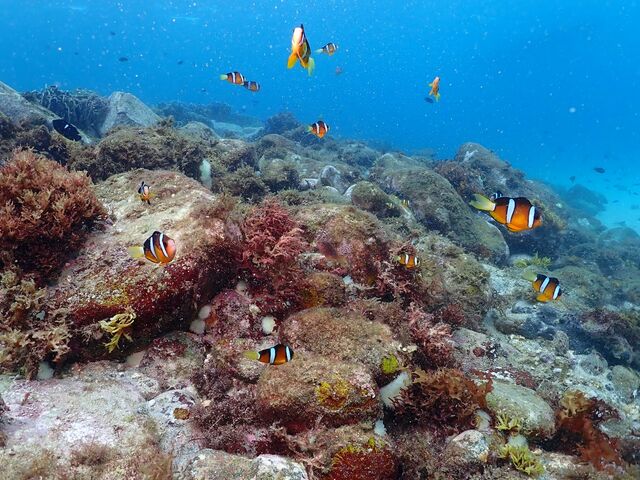 �J���~���Ă��ꍇ�ɂ���Ă͑��v�I_�����_�C�r���O�T�[�r�X�@Smiley Dive