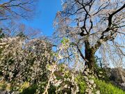 �����̂肳��̏�R�̍��̓��e�ʐ^1