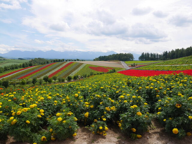 �w�i���\���x�A��_�l�G�ʂ̋u