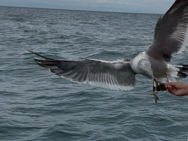 �J�����̉a���_�̓��A�@���M�O���X�{�[�g