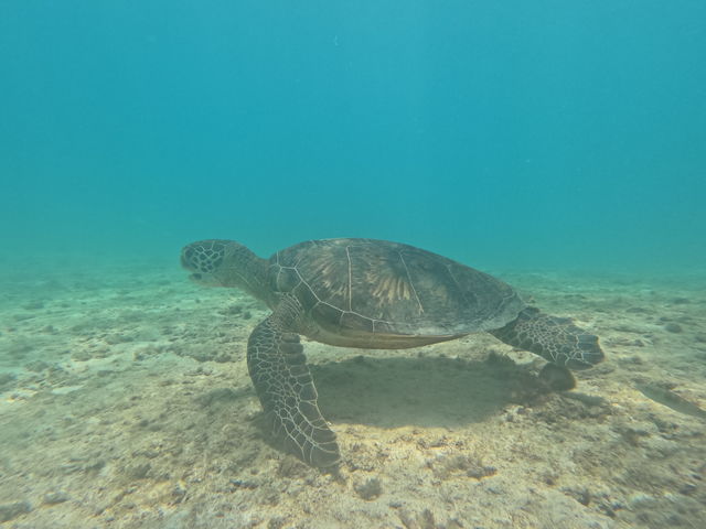 �S�[�v���ŎB�e���Ă����������E�~�K���̎ʐ^�ł��I_�C�P�����p���_�C�X �{�Ó�