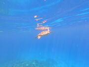 Ȃ肳̂܂݃}ANeBreB--̓eʐ^1