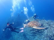 񂳂̃V[WbN_Cut@~[̓eʐ^1