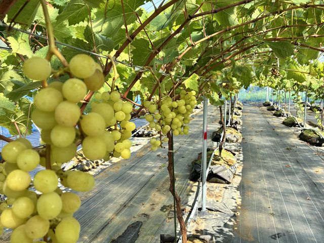 �V���C���}�X�J�b�g����������_�A�O���[���p�[�N �F�s�{�Ԃǂ��̓m