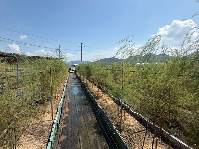 ���������Ȃ̂ŖX�q��^�I���͎����čs�������������ł�_�Έ�t�@�[��